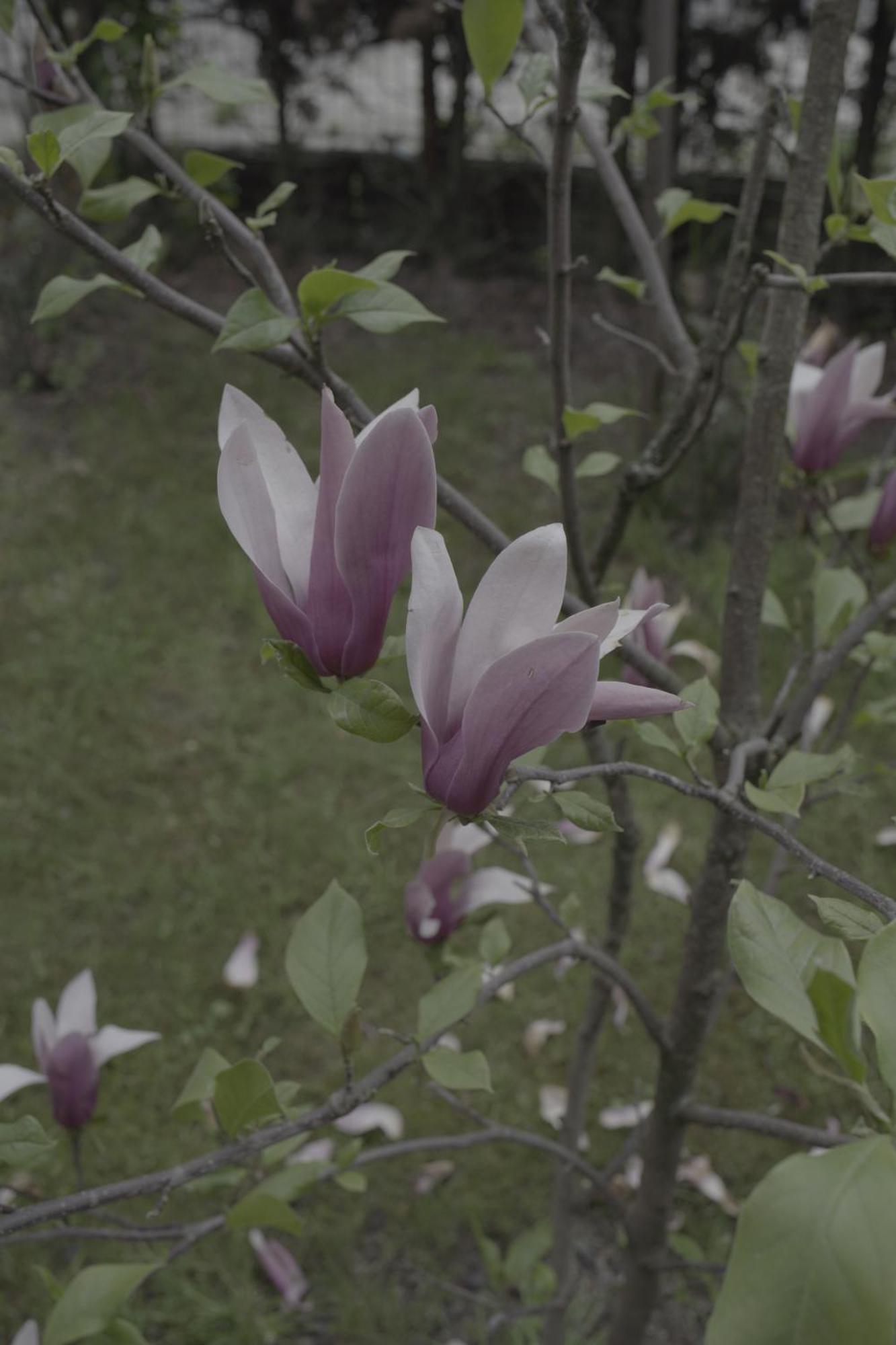 Pensiunea Magnolia Ocna Şugatag Εξωτερικό φωτογραφία